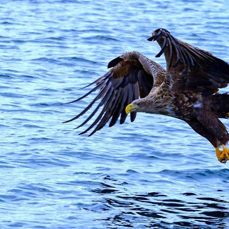 Eagle View Lofoten Bostad Екстериор снимка