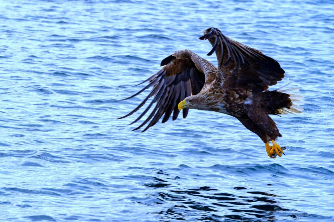 Eagle View Lofoten Bostad Екстериор снимка